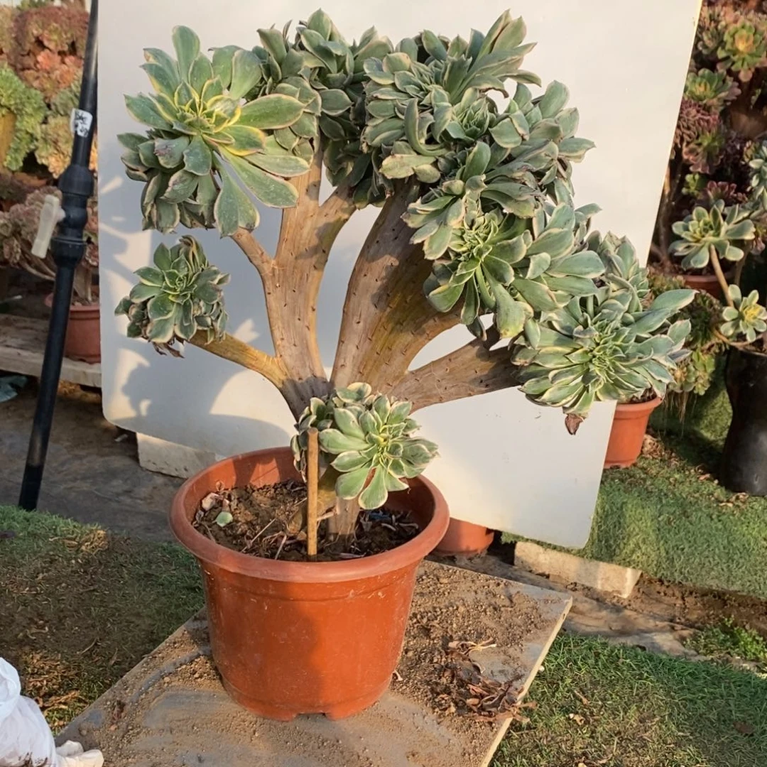 1845号灿烂缀化1颗