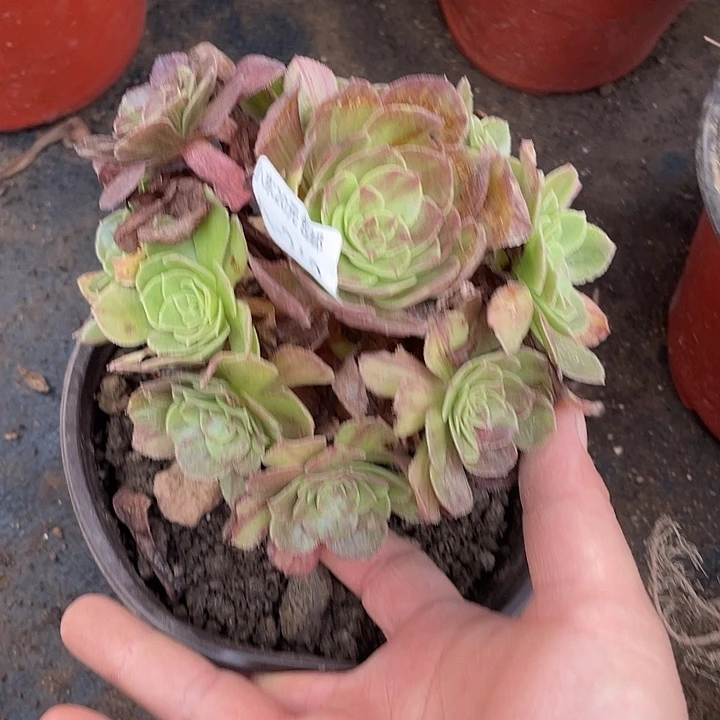 262花月夜多肉植物法师