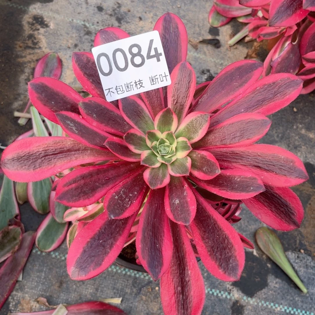 美杜莎，脱土发货