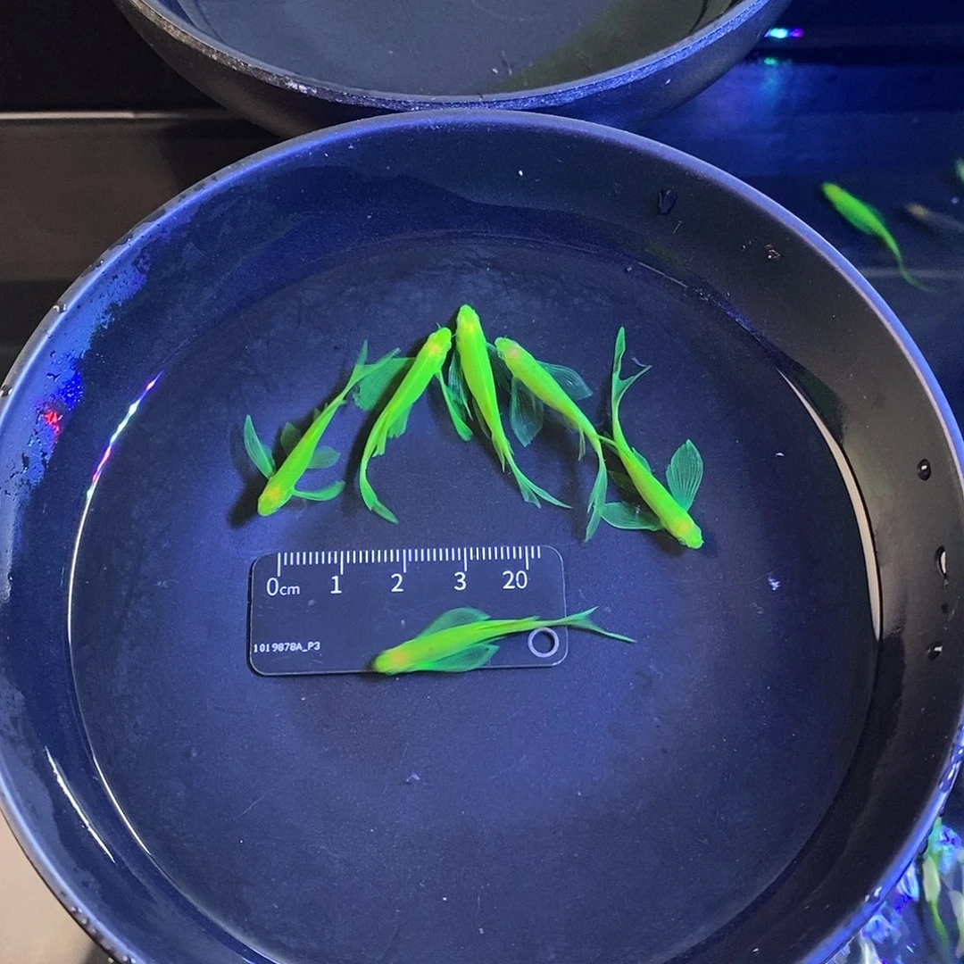 斑马鱼蝶翼精品种鱼翡翠绿5➕1备损共6个