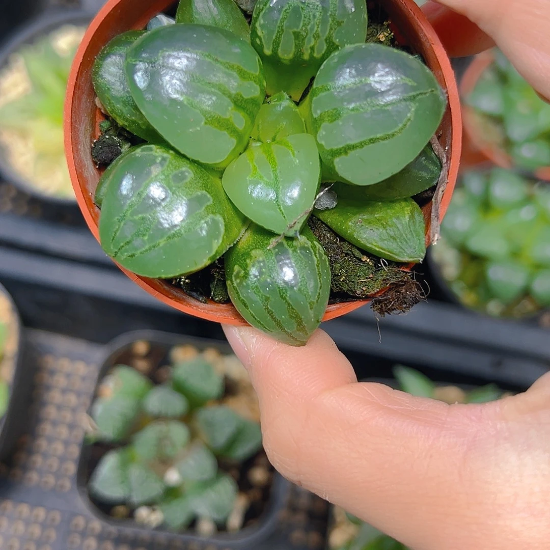 蕊***童6436多肉植物一颗多肉