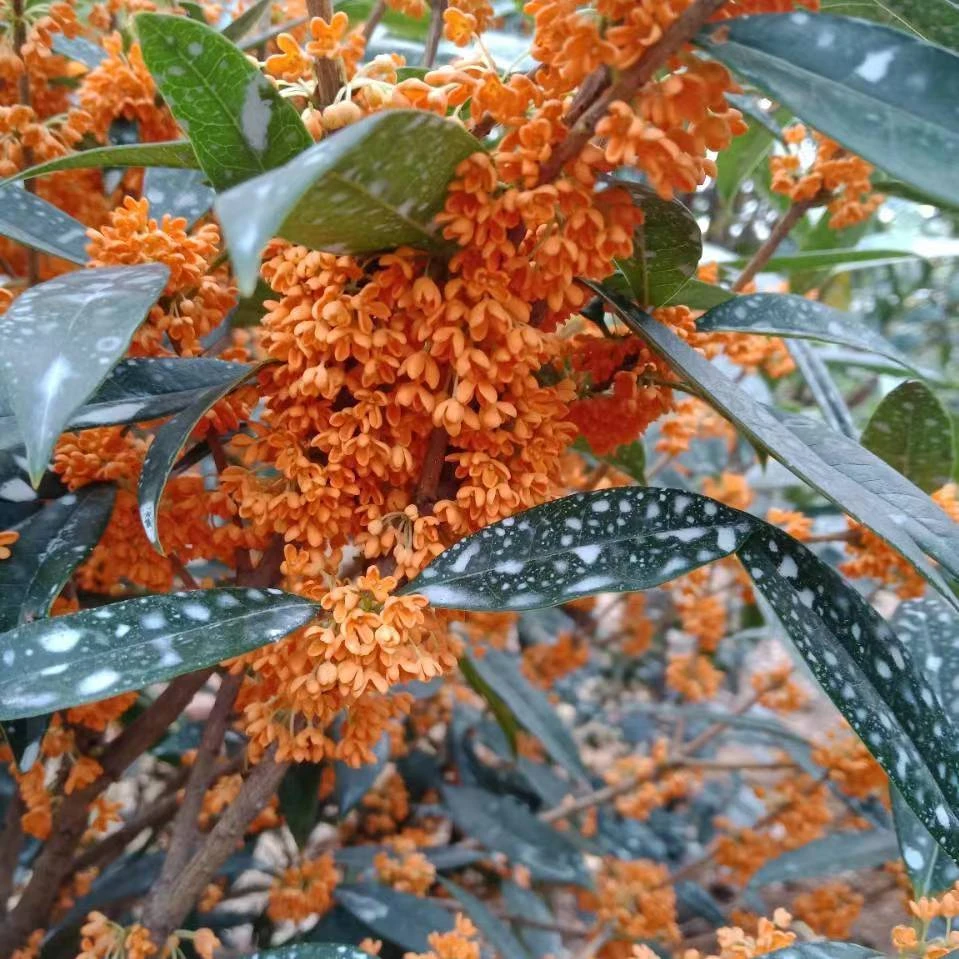流苏嫁接的桂花，直播下单一物一拍