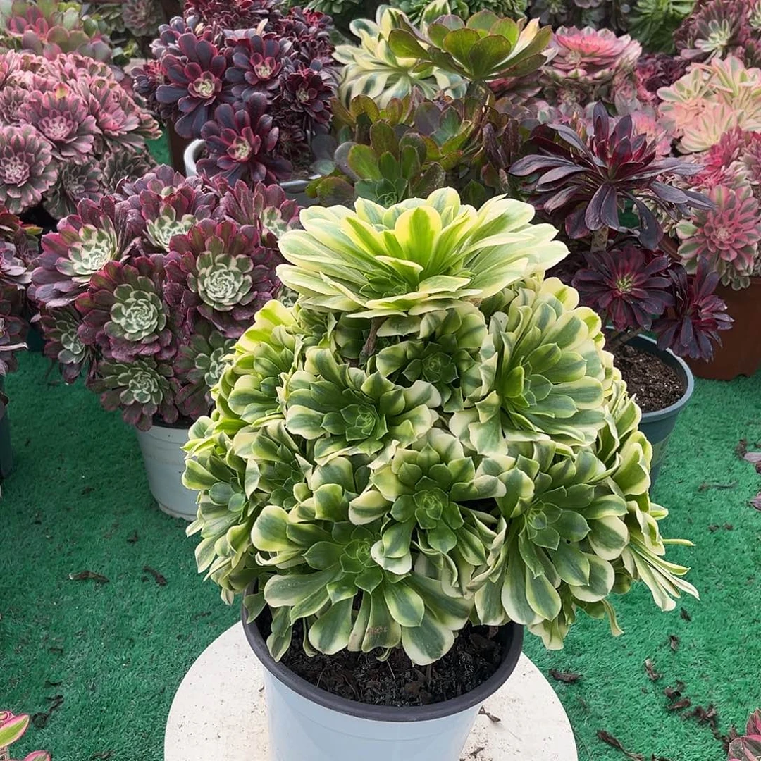 无花朵金丝翡翠法师多肉植物