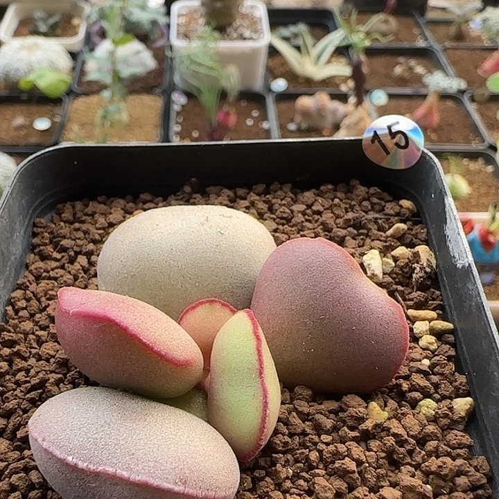 红蛋水泡一物一拍……………