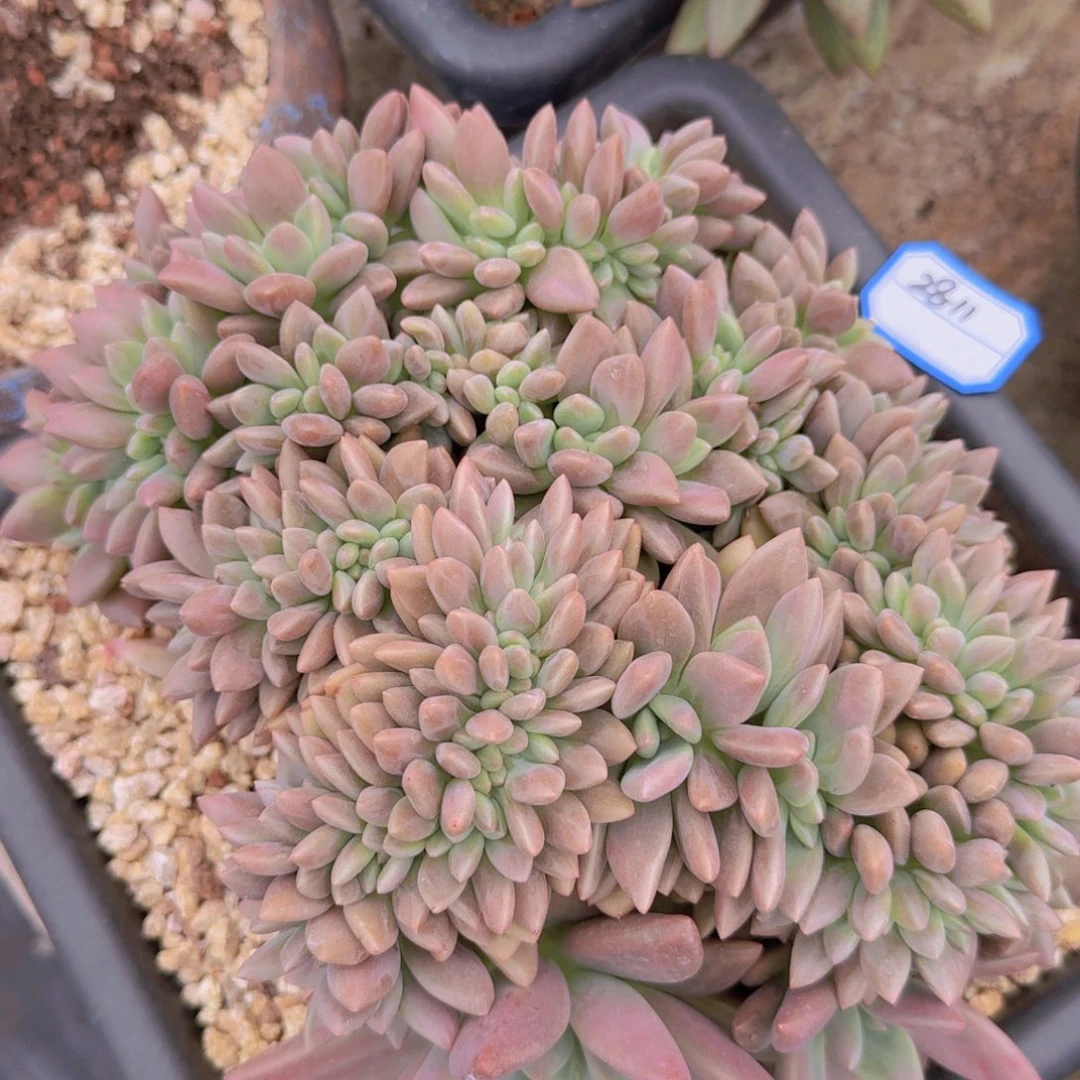 2811桃花源凡艺多肉