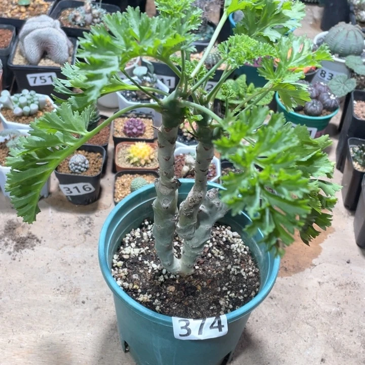 坞*吴374超大白皮洋葵块根植物