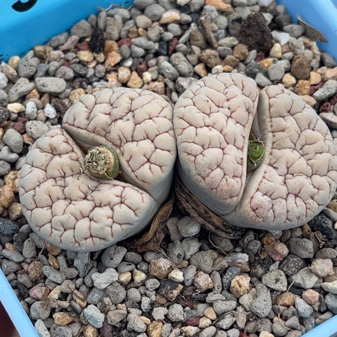 9777双头脑纹189一颗