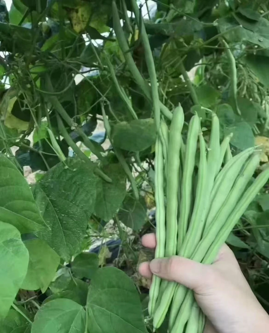 【纯天然有机蔬菜】浙江仙居四季豆新鲜现摘无筋豆角高原露天蔬菜