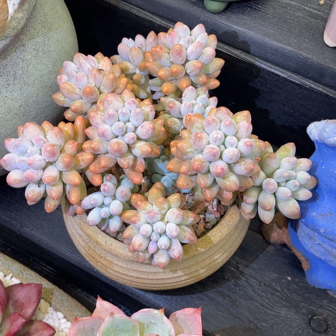 一****多肉植物盆栽多肉植物
