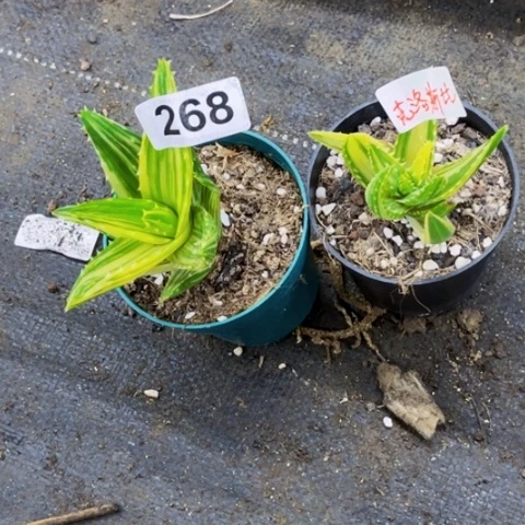 268卢菲锦一物一图如图图