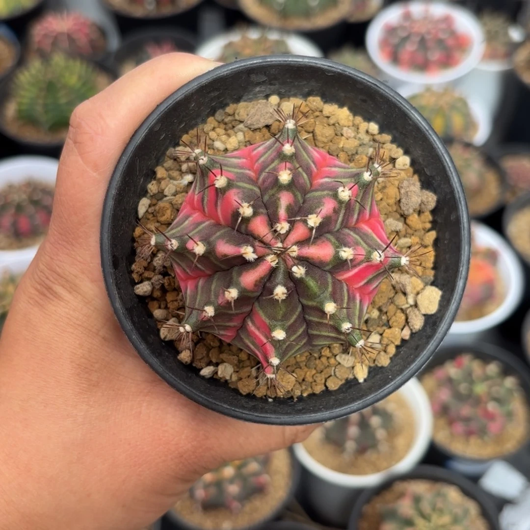 泰系实生米哈仙人球401