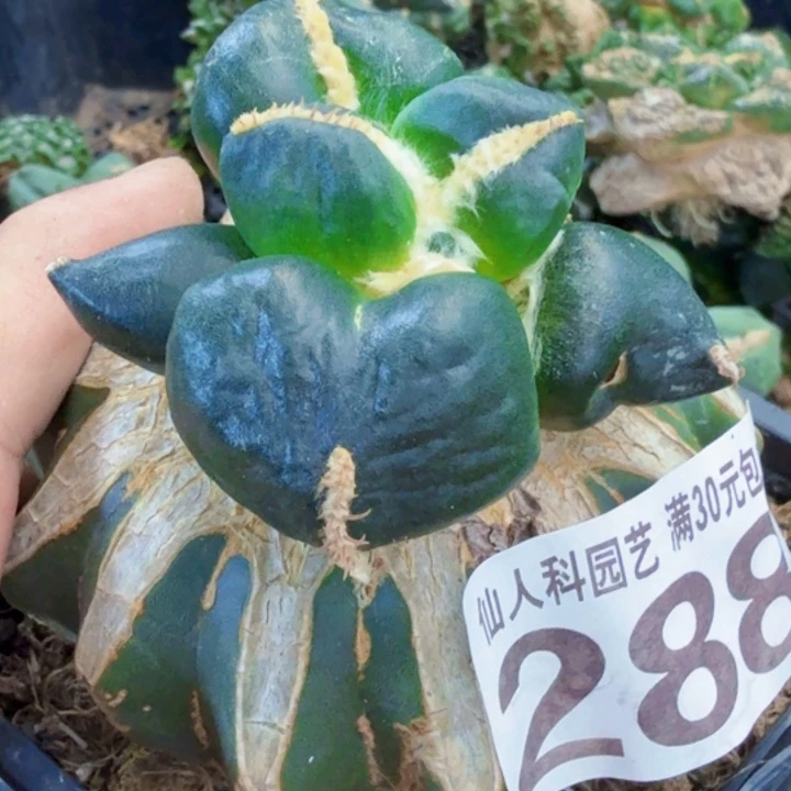 f***U无花朵福利苗接蛋尤288