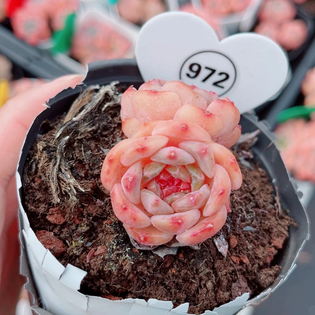 972号小老桩糖心双头