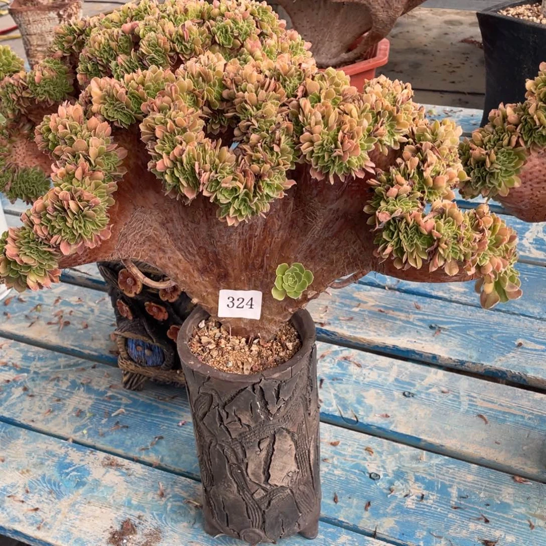 324号柠檬玫瑰法师缀花