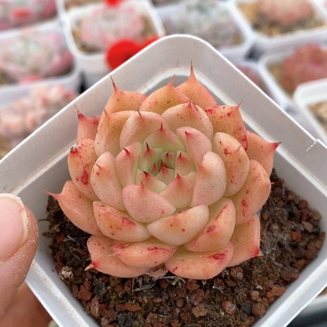 精品多肉一物一拍4