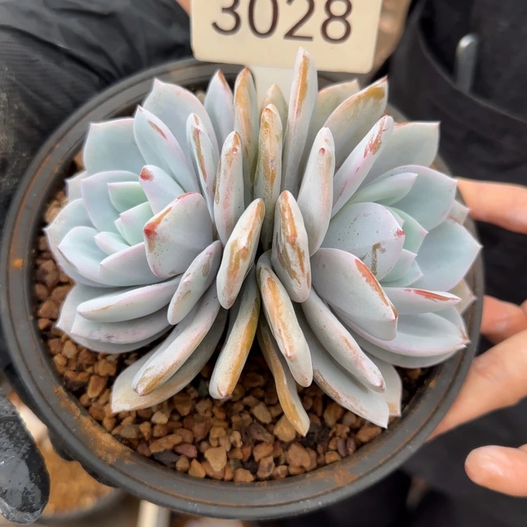 小***干3028。        奶茶双头
