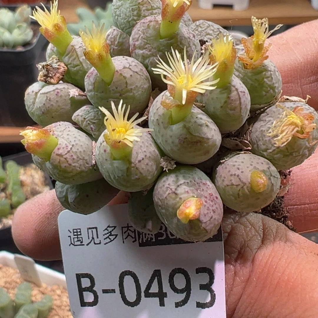 多肉植物111111111111