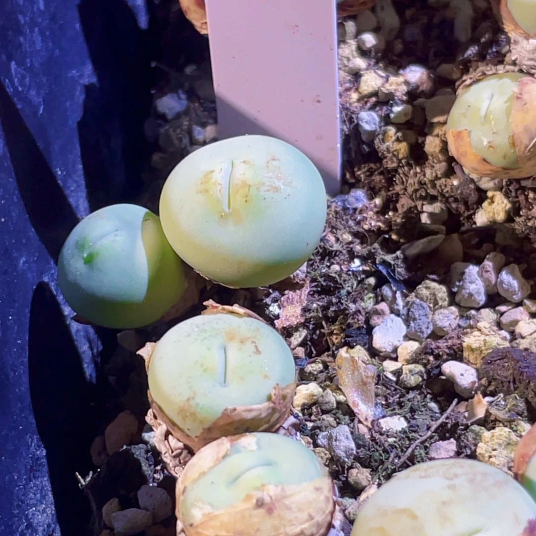 玻尿酸大嘴嘟嘟嘴植物一物一拍