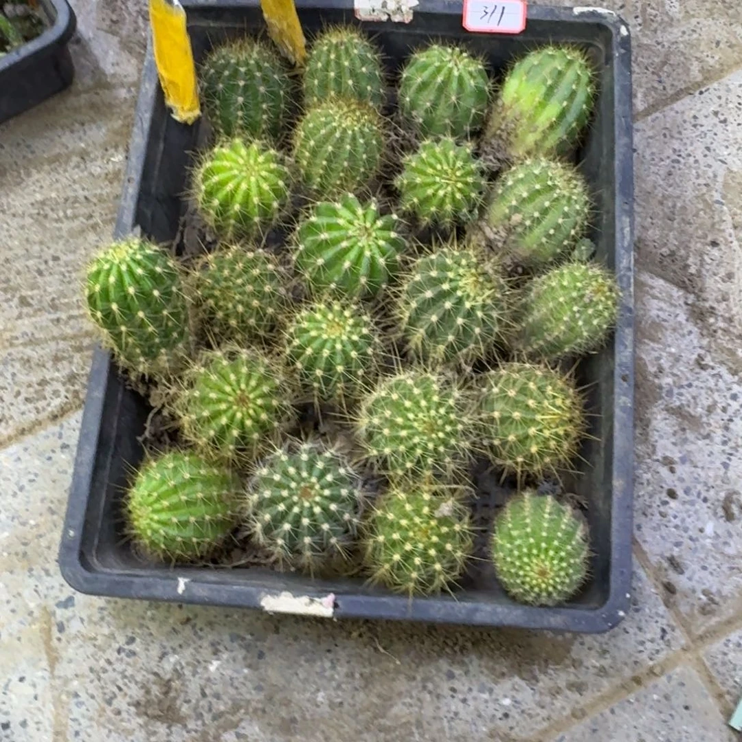 311新品毛花柱根脱土发货斑4公分左右