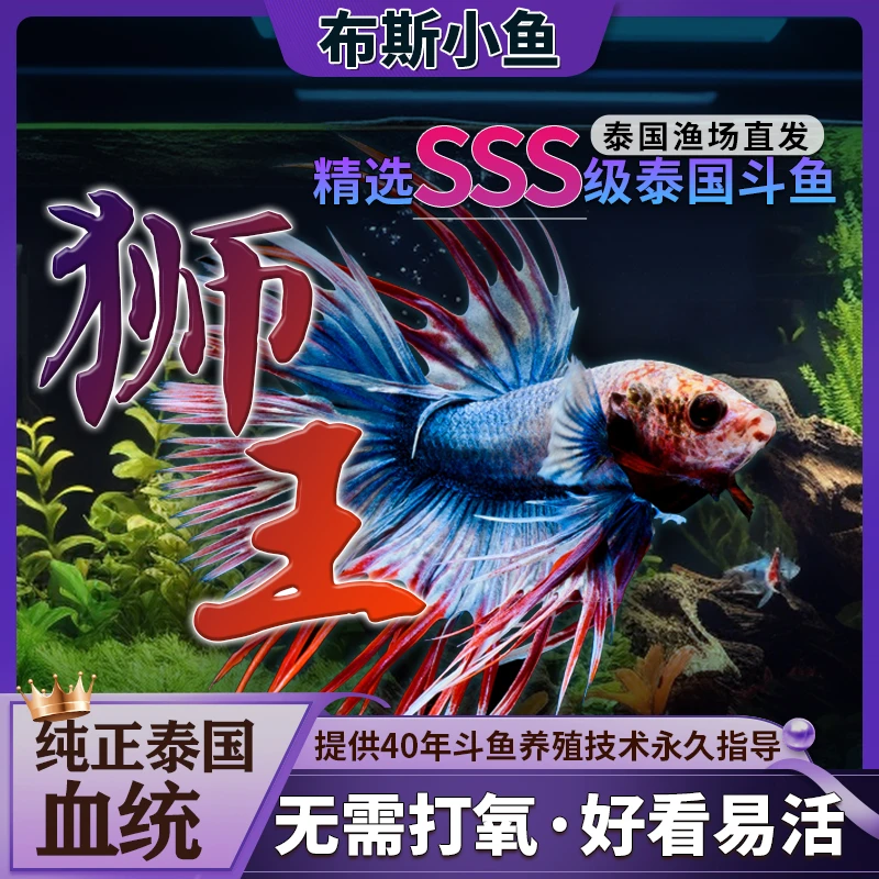 泰国斗鱼婚纱鱼热带观赏鱼金鱼缸小型宠物赛级半月淡水鱼好养耐活