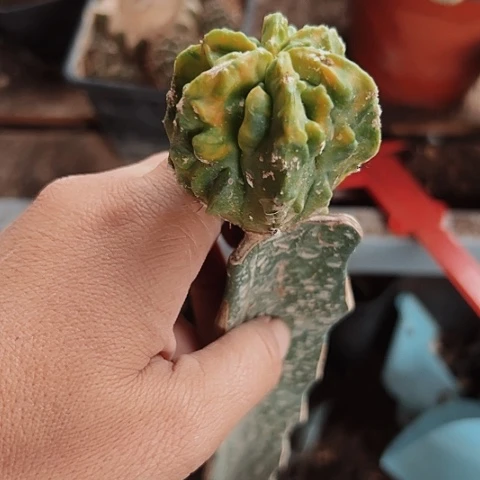 557仙人球福利来啦