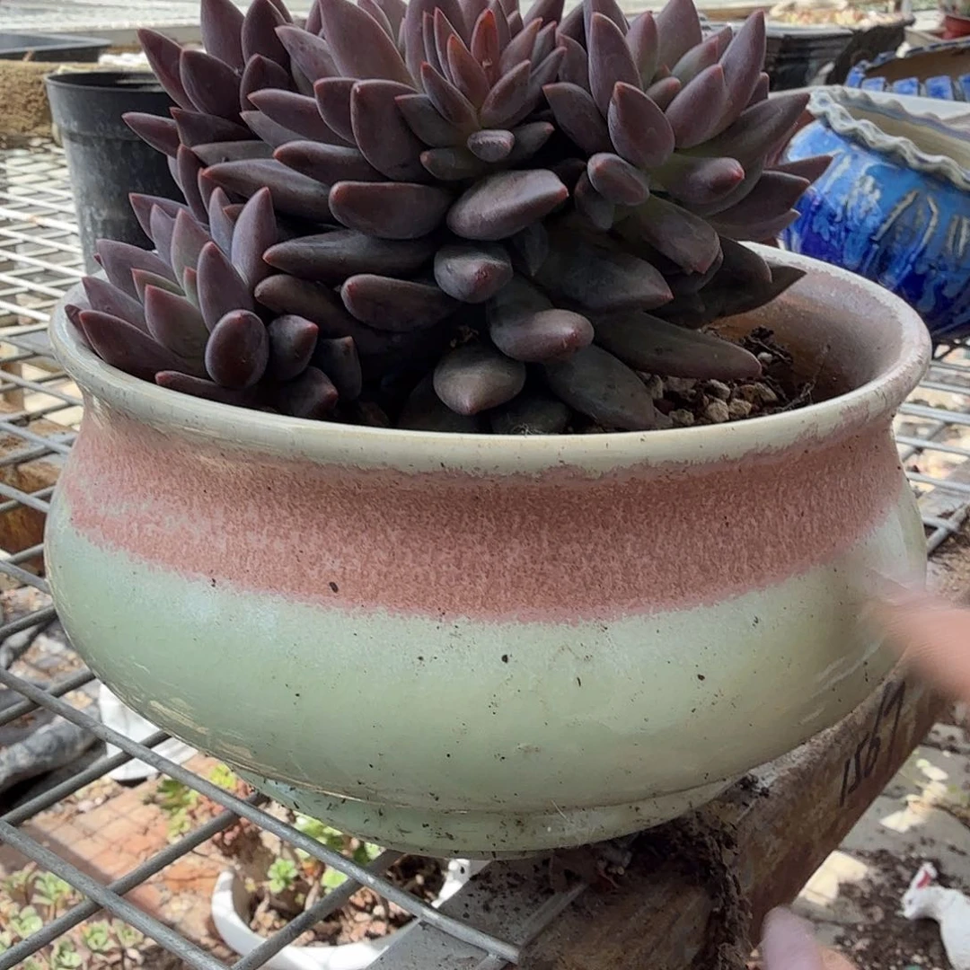 退***下大口奶罐多肉植物