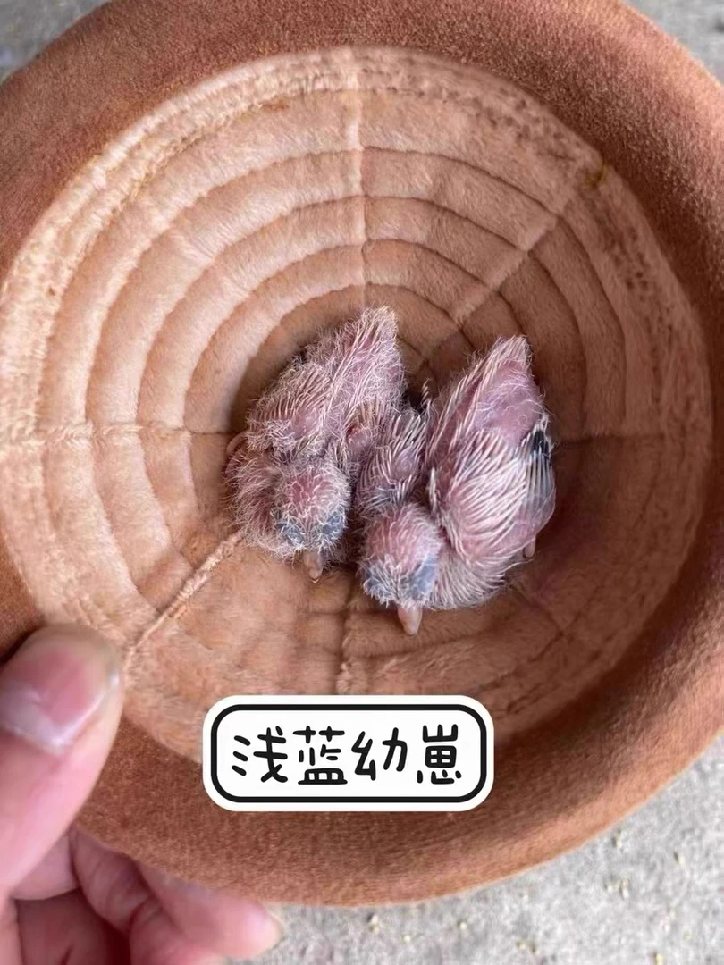 雪鸽繁殖窝悬挂防寒保暖透气金青芙蓉鸟丝雀鸟窝