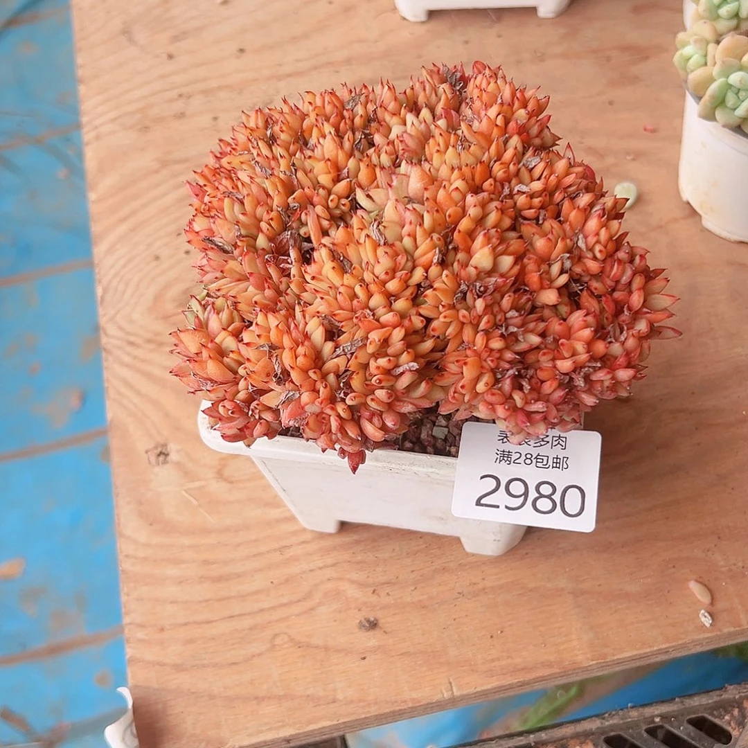 舞***雩多肉一物一拍植物2980