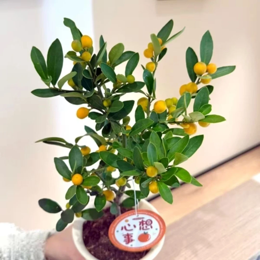 元旦节日专属 人工素材买素材送生根水