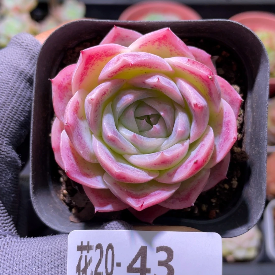 花利美20-43孤星