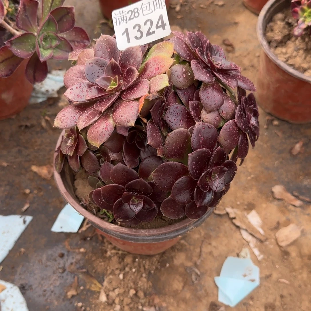 红玫瑰多肉1324满28包邮断枝不包