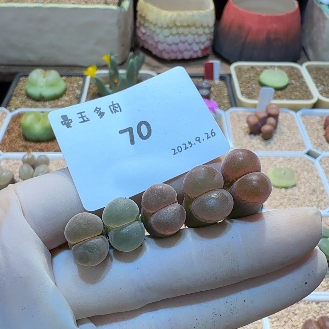 慢***拍多肉多肉多肉9.26-070梦幻