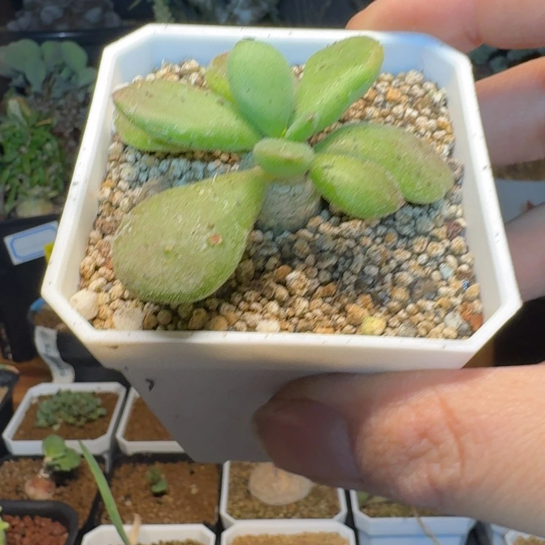 实生万物想多肉植物