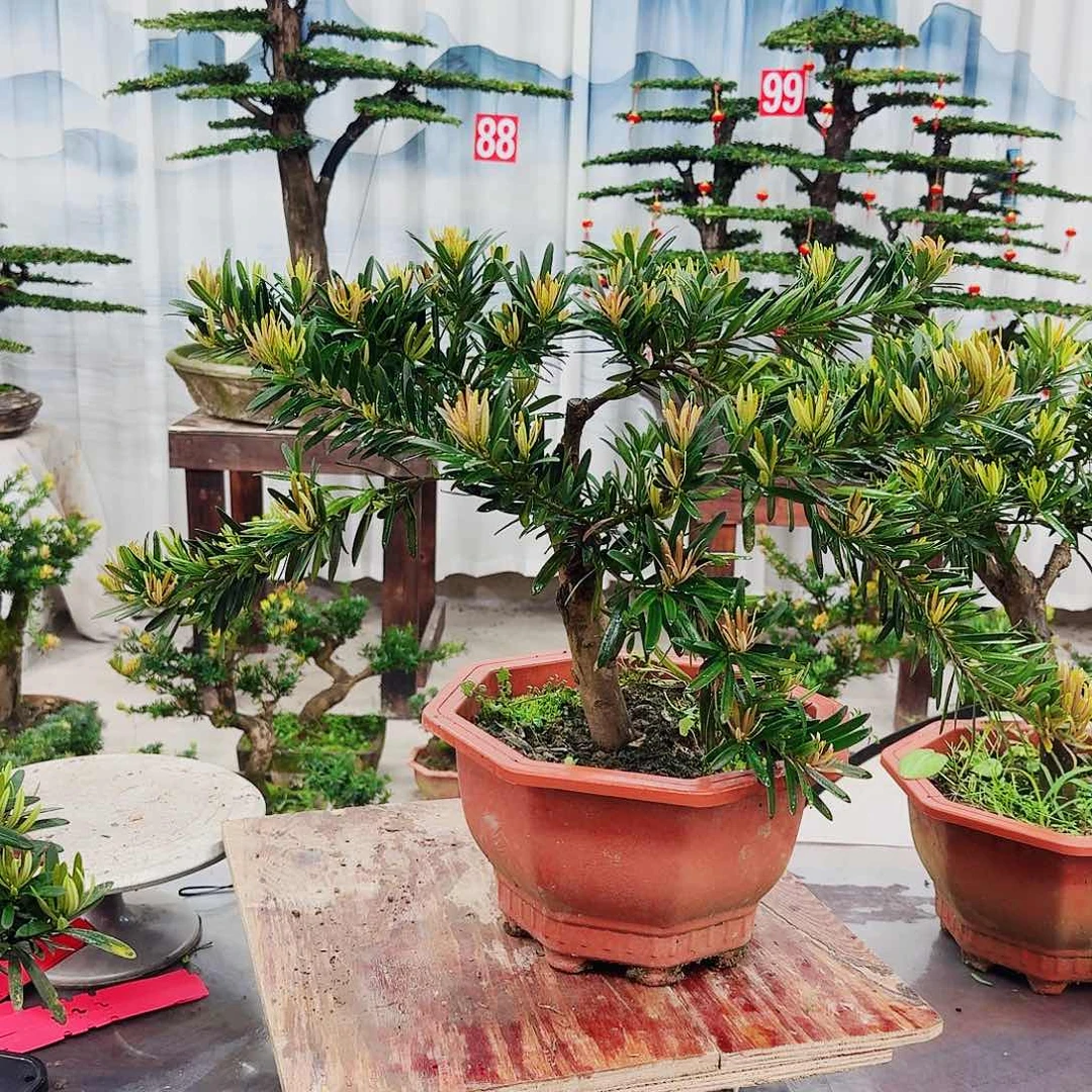 盆景罗汉松一物一拍