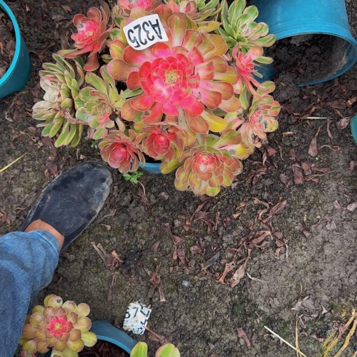 万七彩花25-29包邮花花