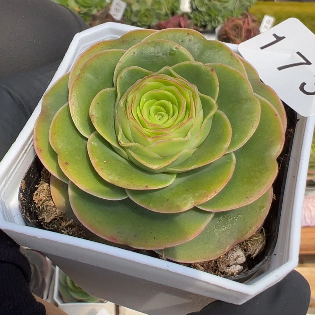 173酒杯杜康优选5厘米