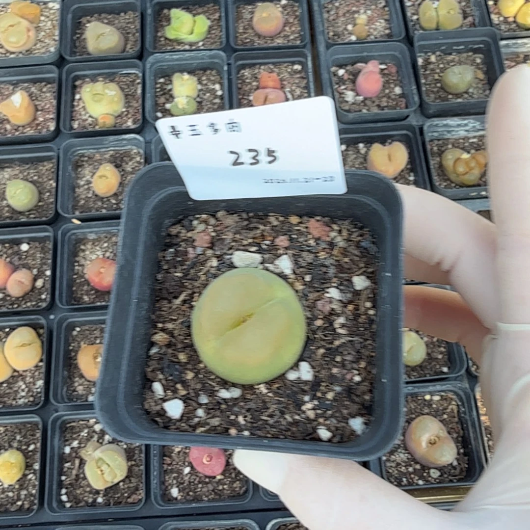 费***妞多肉多肉多肉11-235