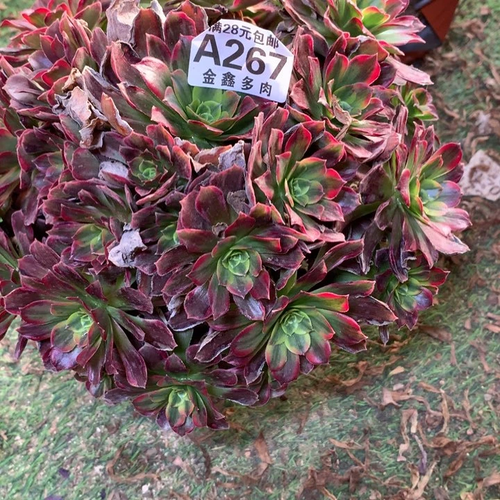 267多肉植物一物一拍