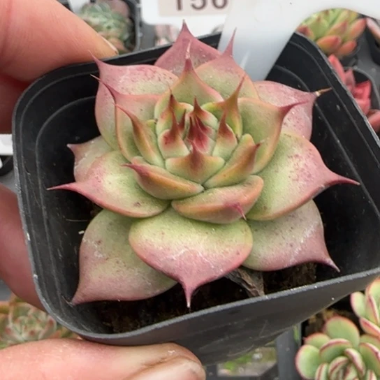 229托斯卡多肉植物多