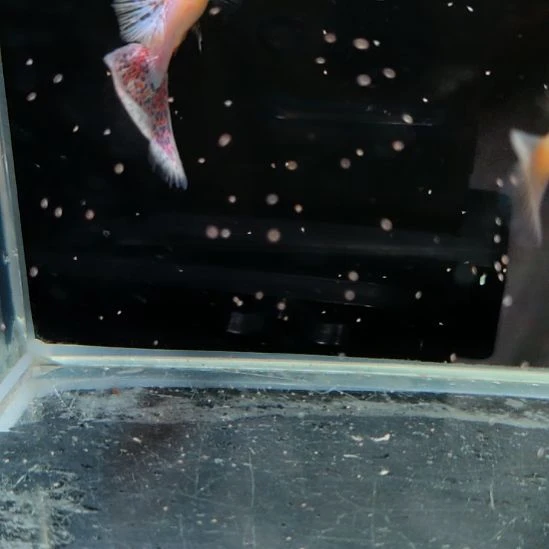 孔雀鱼天使粉草一对