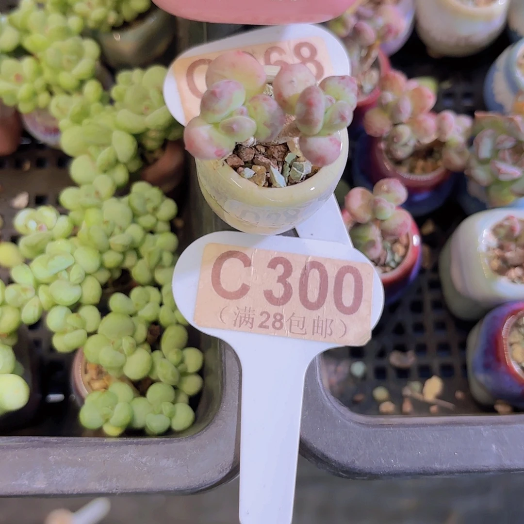 C300萤火虫一物一拍