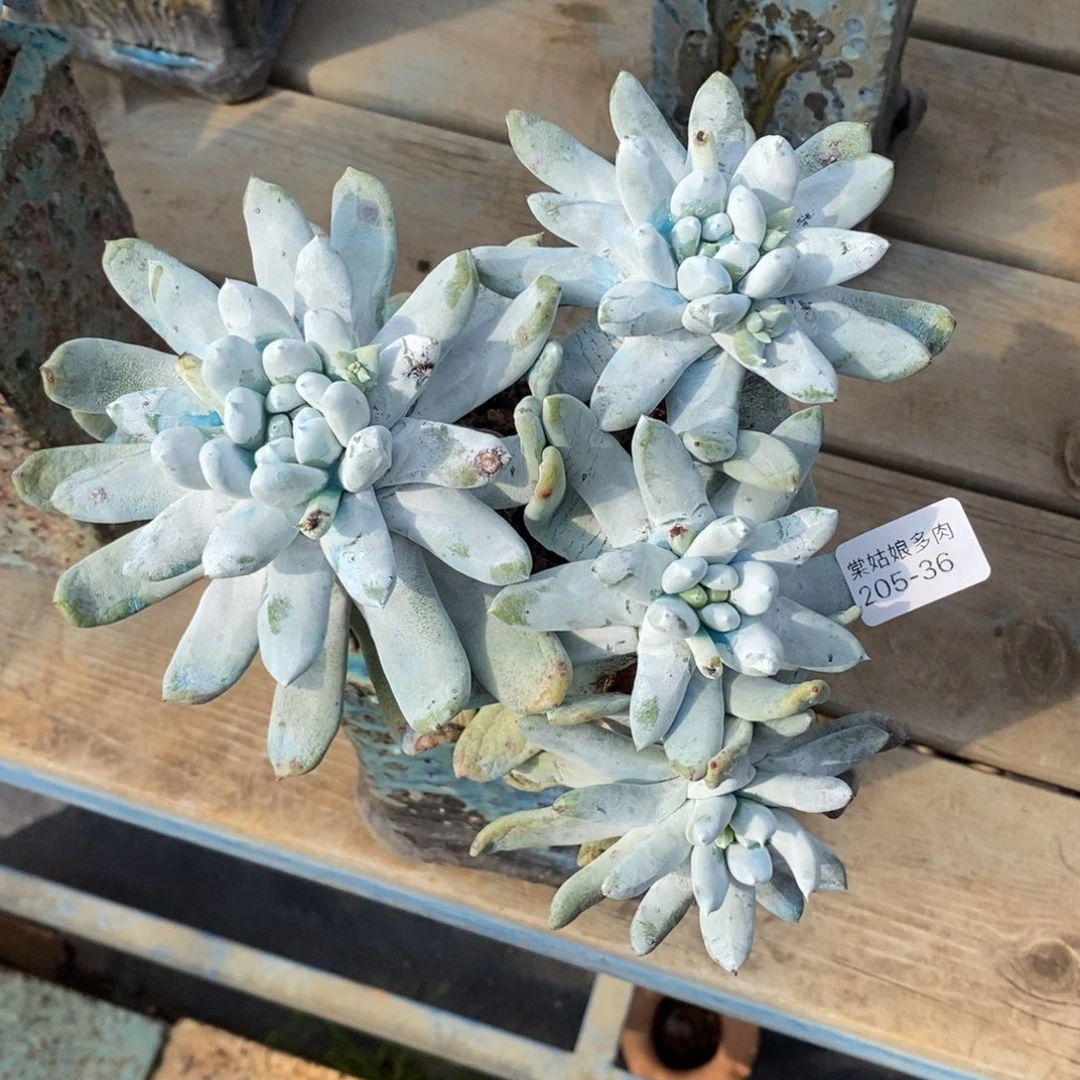 36号拇指大群漂亮