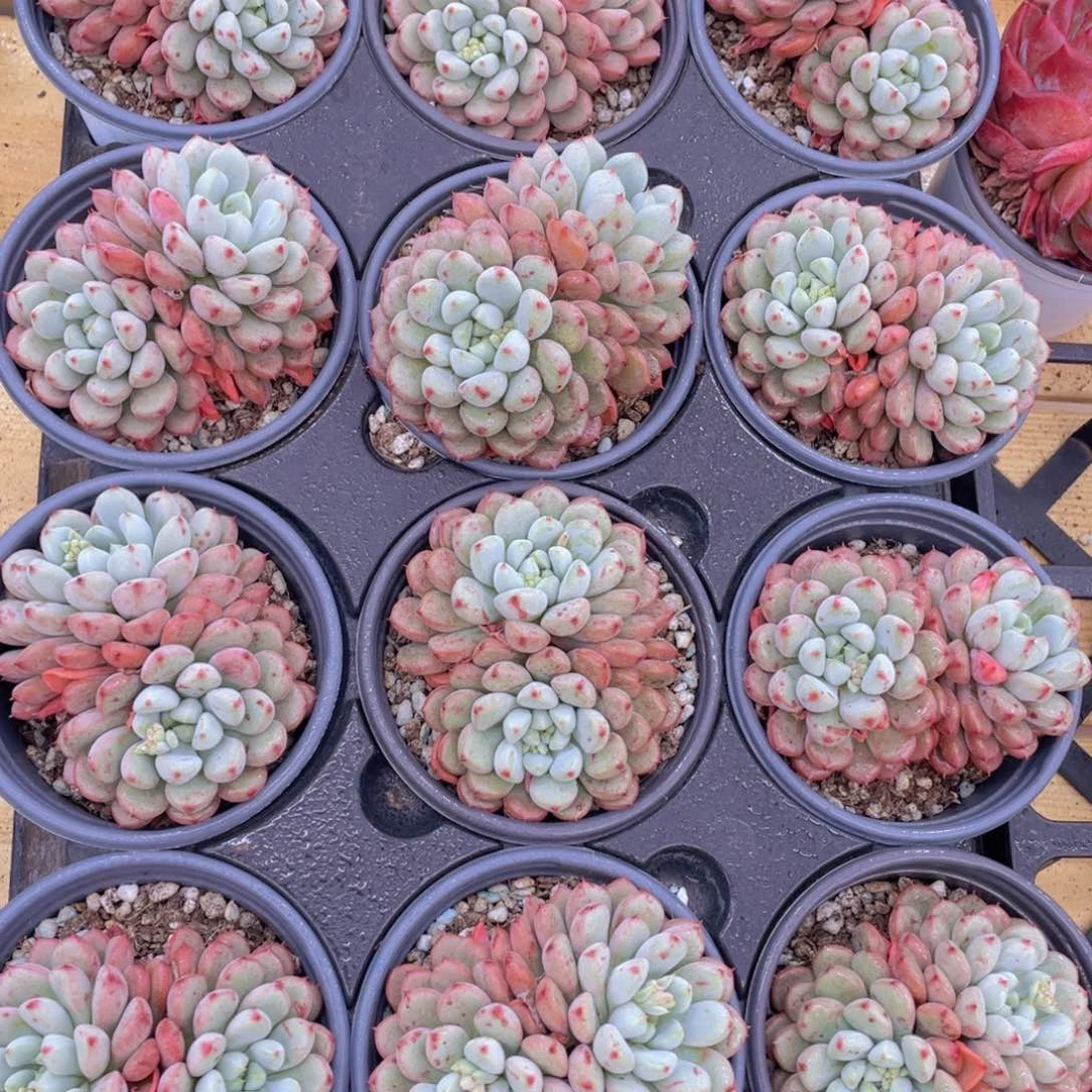 490号 雪桃大双头一个