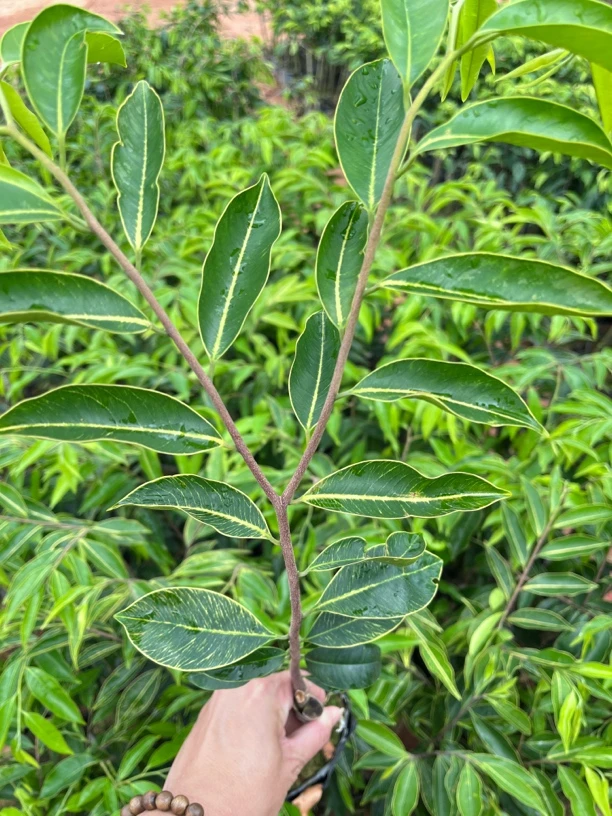 奇楠沉香一代（黄金叶沉香树苗）10棵