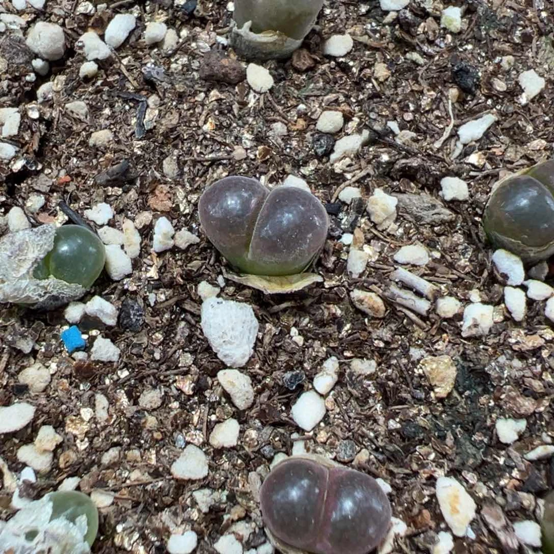 28-03量拍10km风铃一颗