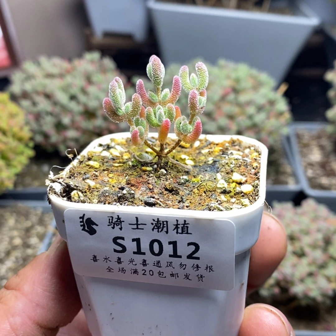 1012实生精控优选冰晶