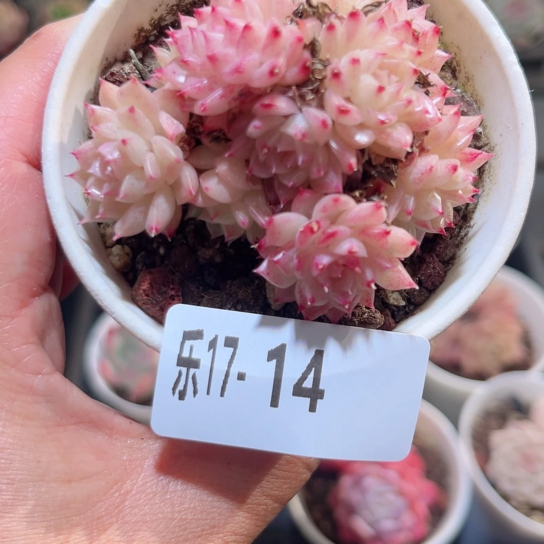 木乐17-14麦秆群不包整