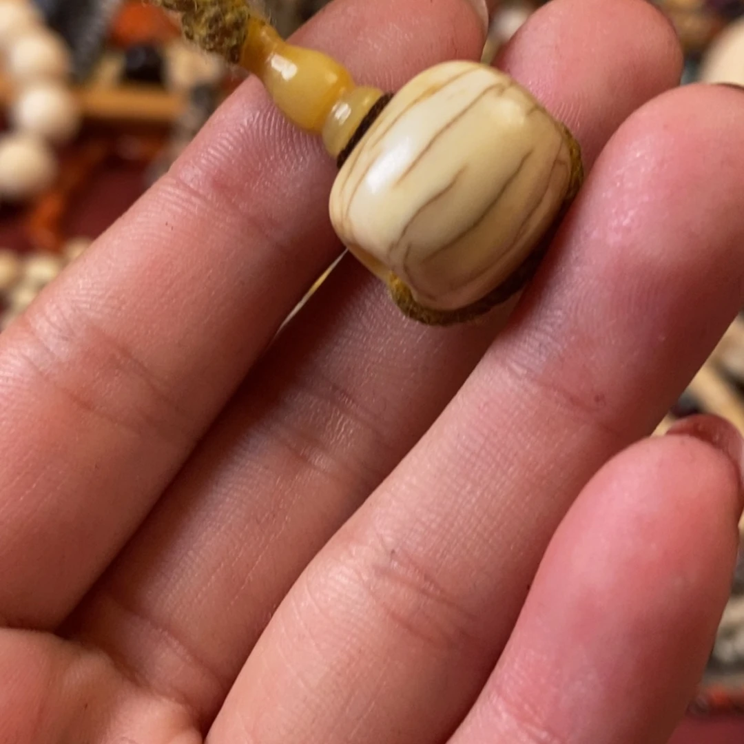 香榧木萌*喜马拉雅珠串