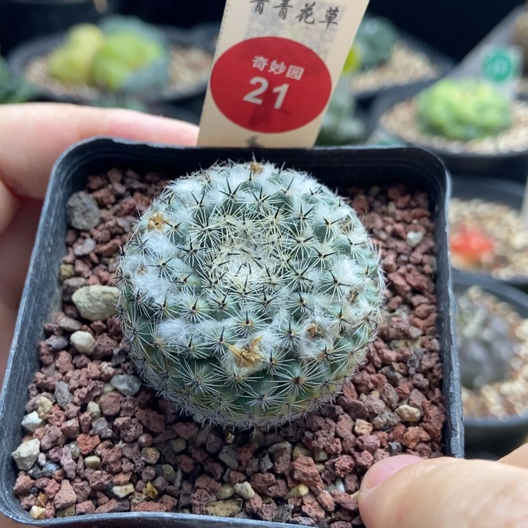 自根输入雪顶恋山彦3.9cm