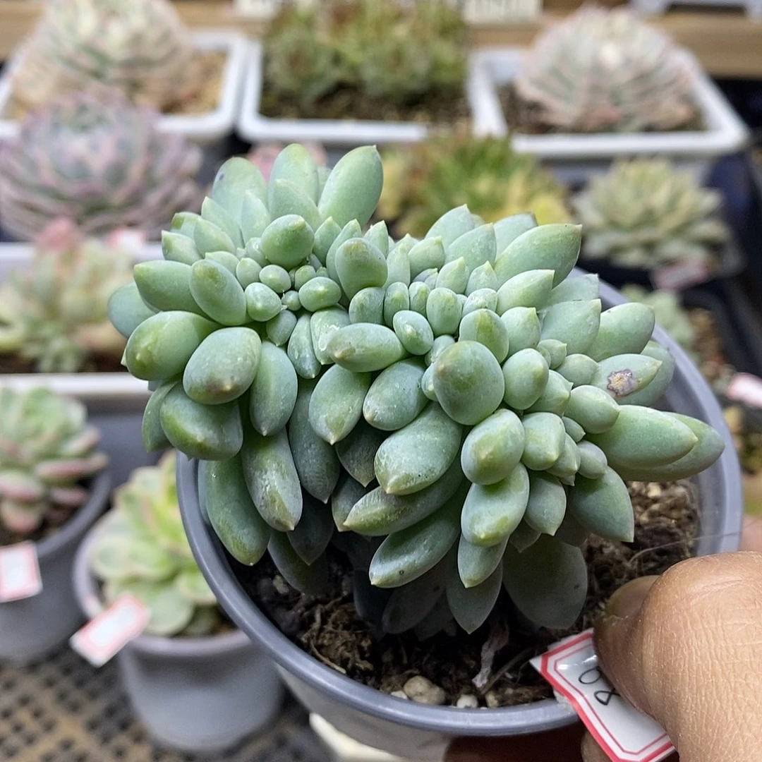 2968 奶糖缀化多肉